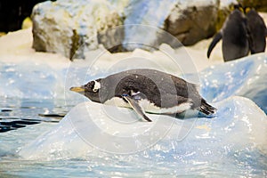 Selektívny sústrediť z roztomilý tučniak na v v 