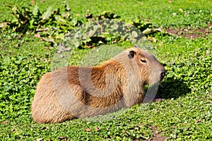 Selective focus shot of a cute Punxsutawney Phil groundhog sitting on green grass photo