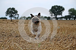 Selective focus shot of a cute running Pug
