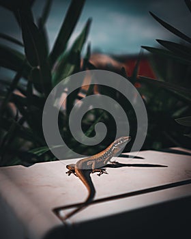 A selective focus shot of a cute small lizzard hanging out