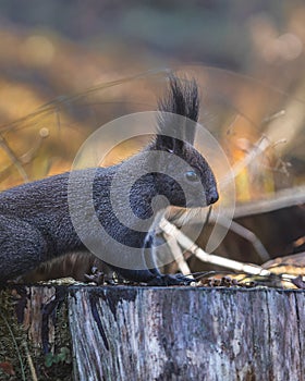 Selective focus shot of a cute tassel-eared squirrel at the top of a cut wooden tree