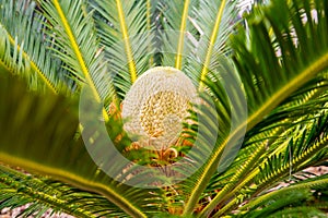 Selective focus shot of a cycas rumphii  in a botanical garden photo