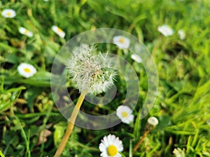 Selective focus shot of a dandelion in the field with oxeye daises