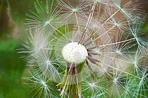 Selective focus shot of dandelion seedings