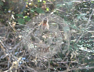 Selective focus shot of a dead bee stuck in a spider web in a field captured on a sunny day