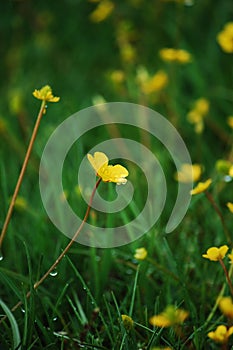 Selective focus shot of a delicate yellow spearwort flower covered with dew in the green field