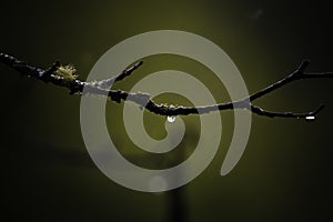 Selective focus shot of a dewdrop on a branch on blurred background