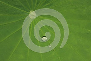 Selective focus shot of a dewdrop on a lotus leaf texture