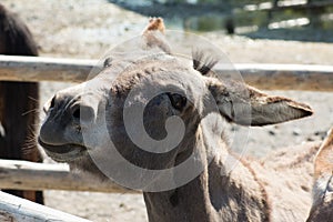 Selective focus shot of a domestic donkey