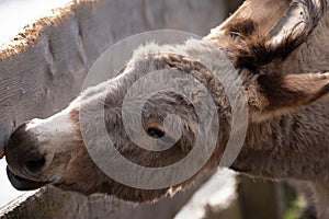 Selective focus shot of a domestic donkey behind a wooden fence