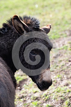 Selective focus shot of a domestic donkey on the farm