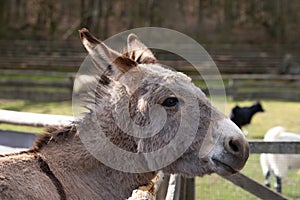 Selective focus shot of a domestic donkey on the farm