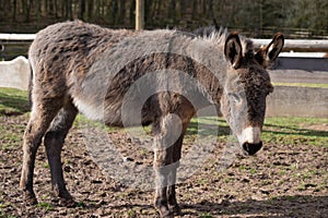 Selective focus shot of a domestic donkey on the farm