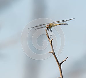 Selective focus shot of a dragon fly on the stem