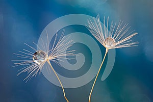 Selective focus shot of a drop of water in the middle of beautiful dandelions