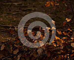 Selective focus shot of dry golden autumn leaves under the sunlight