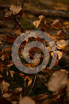 Selective focus shot of dry golden autumn leaves under the sunlight