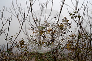 Selective focus shot of a dry wild rosehip bush with dry berries in a foggy autumn forest