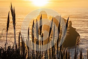 Selective focus shot of ears of corn with dramatic sunset over a seascape in California beach, USA