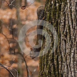 Selective focus shot of an eastern gray squirrel eating a nut on a tree trunk
