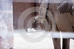 Selective focus shot of an elephant through the bards photo