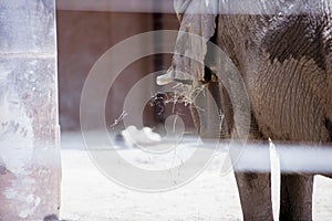 Selective focus shot of an elephant through the bards