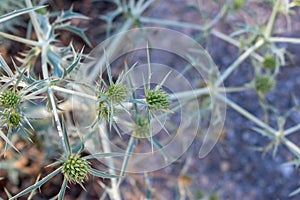 Selective focus shot of an Eryngium Campestre plant