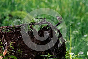 Selective focus shot of a Eurasian Wren bird perched on a root of a fallen tree on a grass field