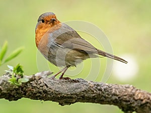 Selective focus shot of an European robin bird sitting on a wooden branch