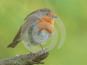 Selective focus shot of a European robin bird sitting on a wooden branch