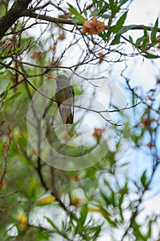 Selective focus shot of an exotic bird sitting on a tree branch photo