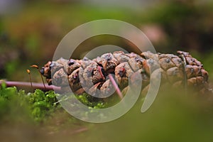 A selective focus shot of a fallen pinecone on the forest ground