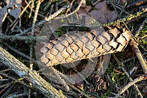 Selective focus shot of a fallen pinecone on the forest ground