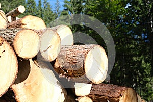 Selective focus shot of felled trees with dark background on a sunny day