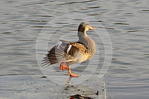 Selective focus shot of a female mallard duck standing on one fibula on the river bay