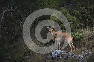 Selective focus shot of  a feral goat in a forest