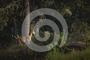 Selective focus shot of  a feral goat in a forest