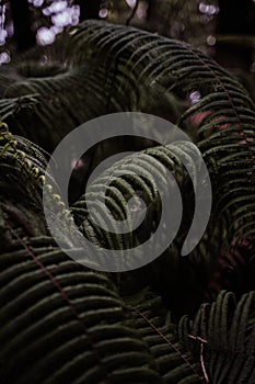 Selective focus shot of fern leafes in the forest -natural environment