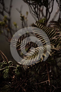 Selective focus shot of fern leafes in the forest -natural environment