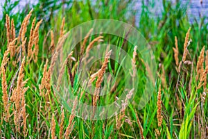 Selective focus shot of fescue grass