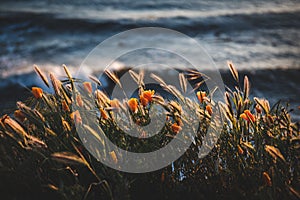 Selective focus shot of a field with beautiful orange flowers near the body of water