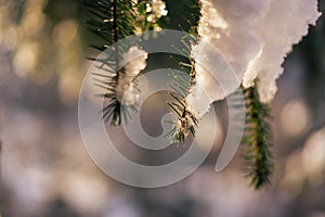 Selective focus shot of a fir tree branch covered in snow