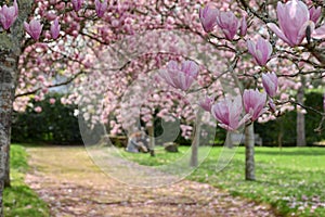 Selective focus shot of the flowers of Chinese magnolia tree in the park