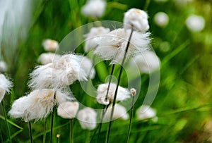 Selective focus shot of fluffy white Eriophorum plants (Cotton Grass) on meadow