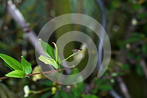 Selective focus shot of a fly on a green leaf on a branch with a blurred background