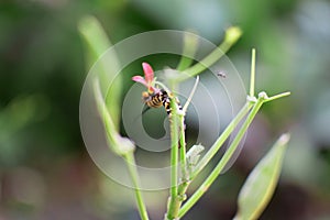 Selective focus shot of a fly on a green plant