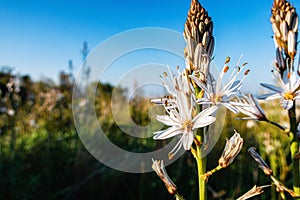 Selective focus shot of fragrant white asphodel flowers