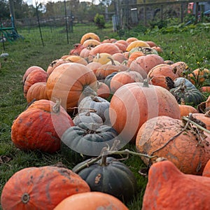 Selective focus shot of fresh ripe pumpkins in a field