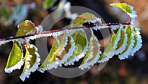 Selective focus shot of frosty leaves on a tree branch