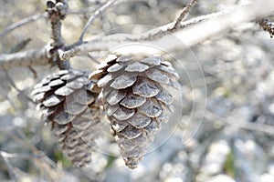 Selective focus shot of frosty pine cones